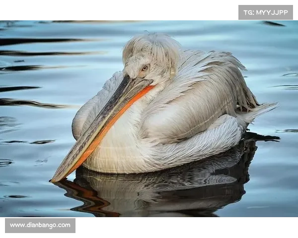 澳篮官方发布鹈鹕全队墨尔本动物园之行 亲近考拉萌态可掬